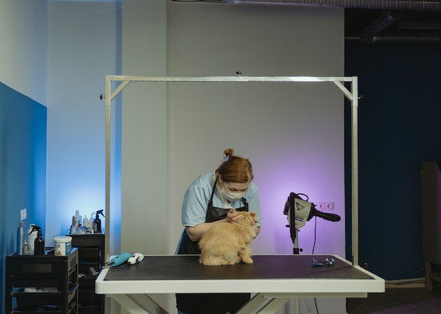 cat groomers in Broomfield, Co