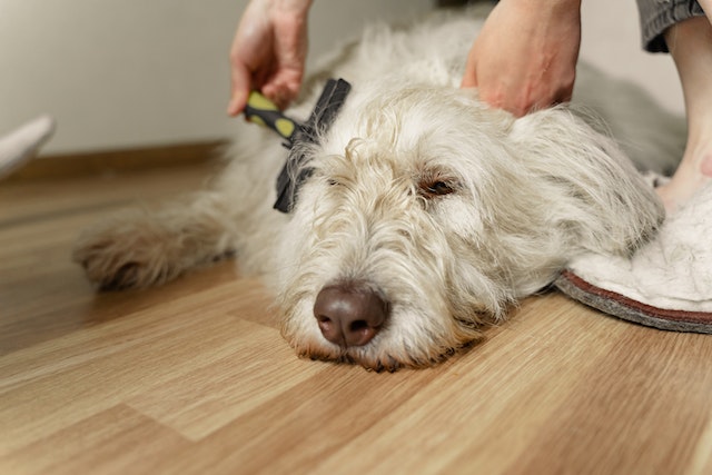 dog hair brushing