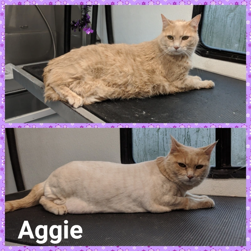 cat groomers in Erie, Thornton Co