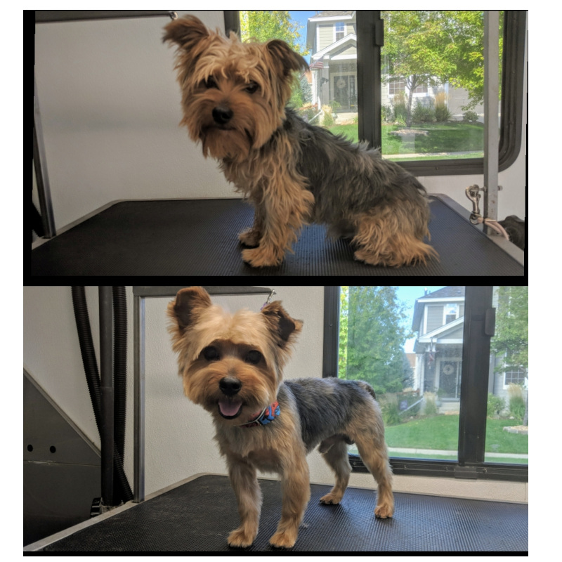 Denver Colorado groomers