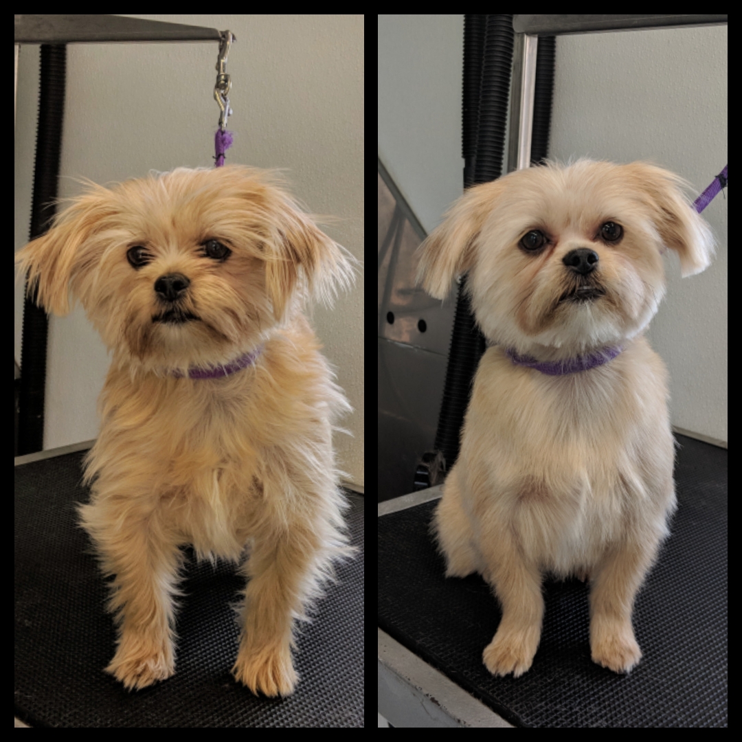 Dog grooming Lafayette