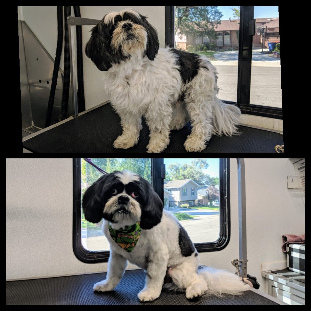 Dog grooming picture