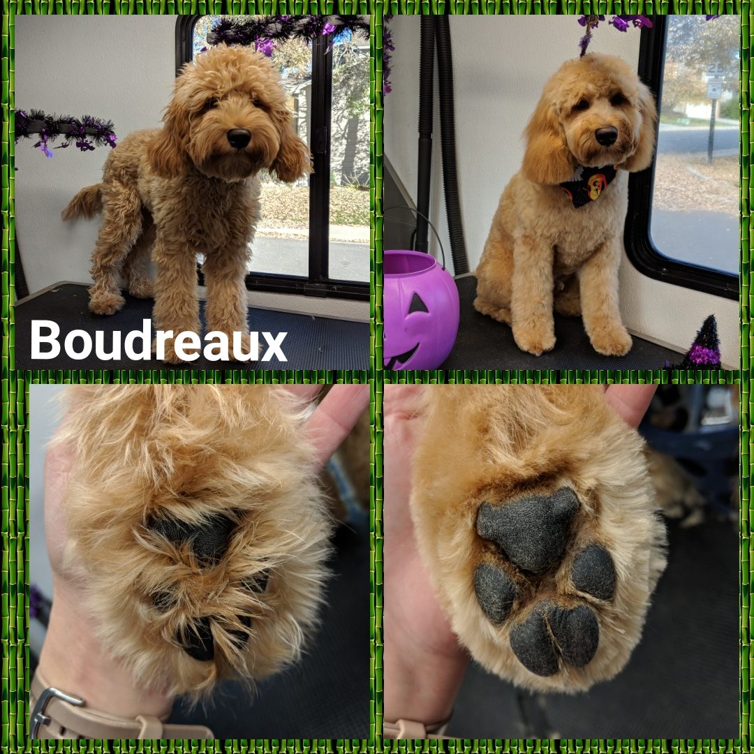 Dog grooming picture