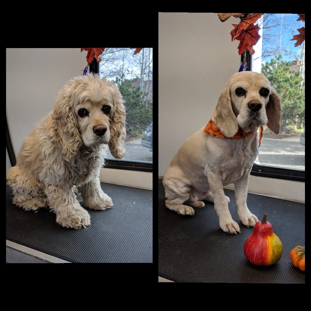 Dog grooming picture