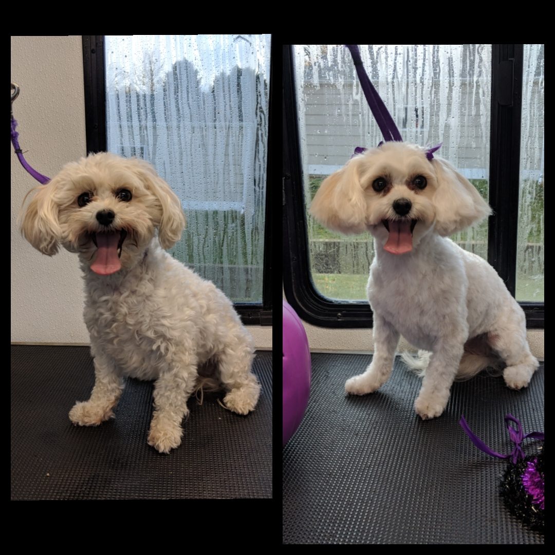 Dog grooming picture