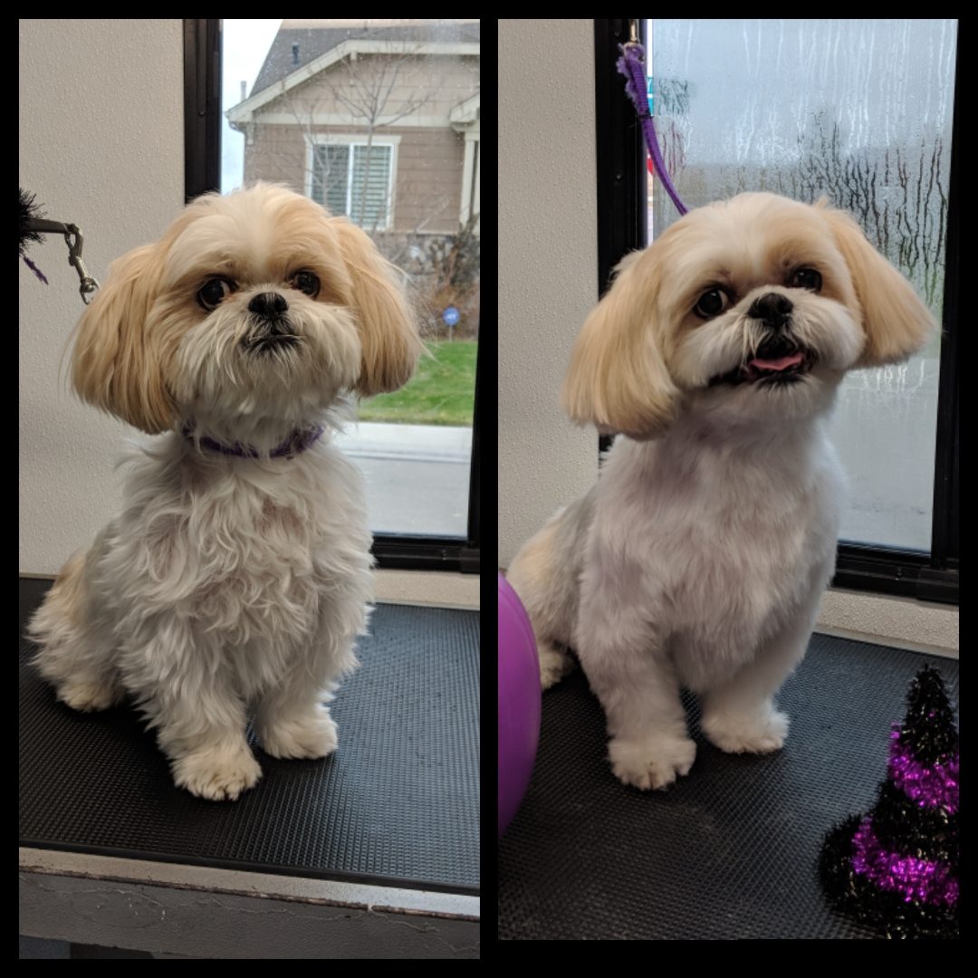 Dog grooming picture