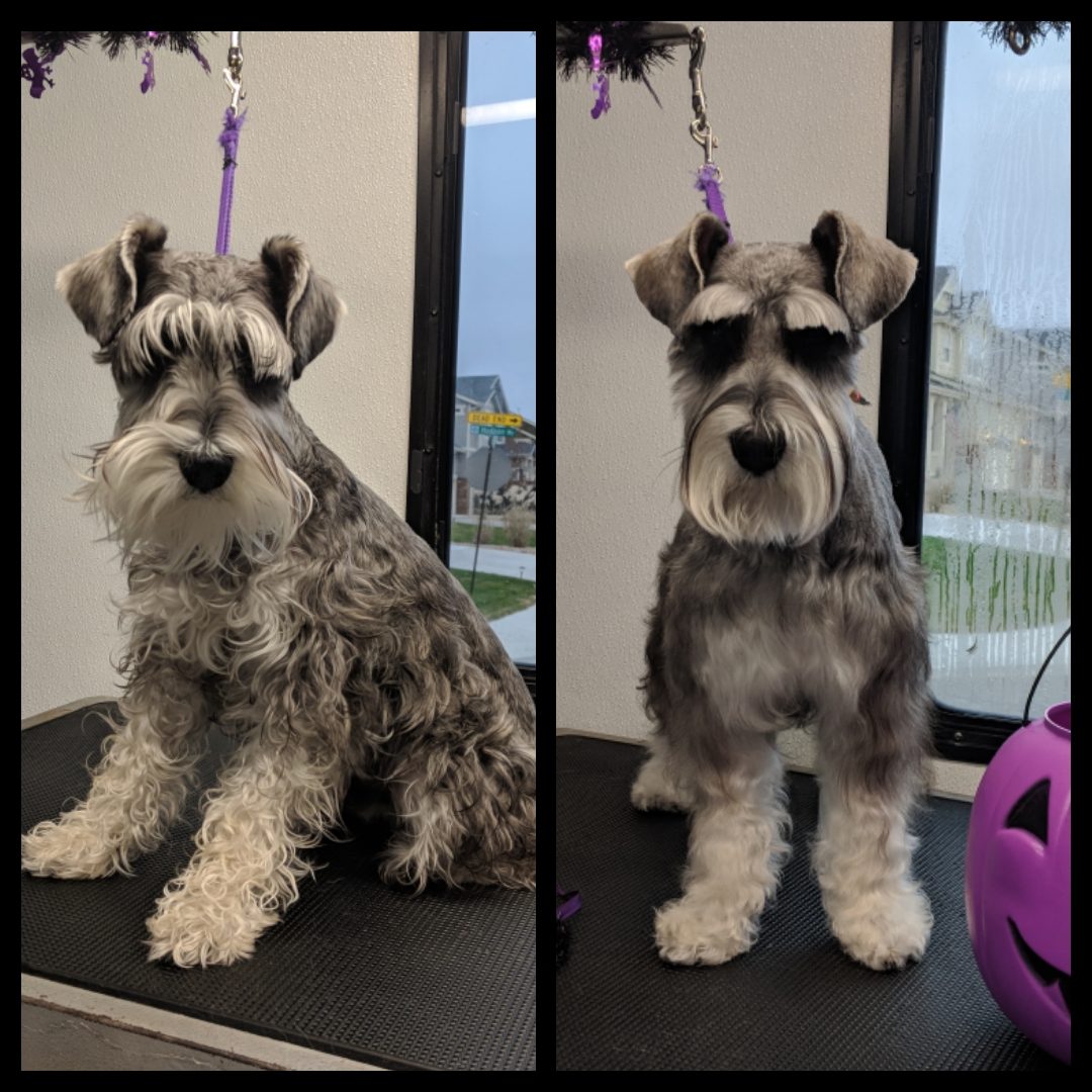 Dog grooming picture