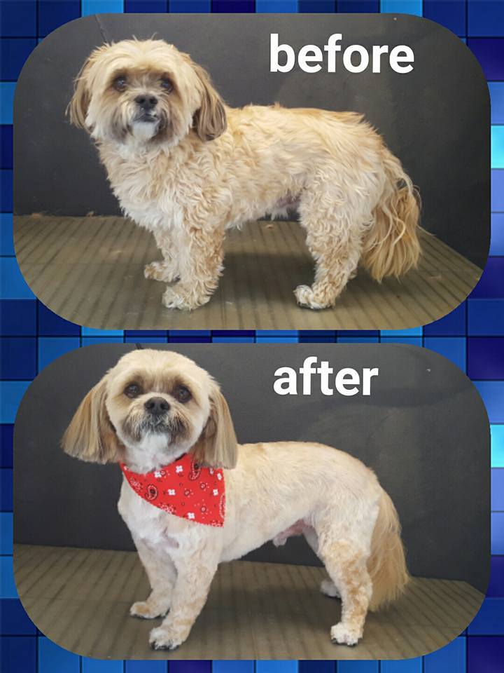 Dog grooming pictures