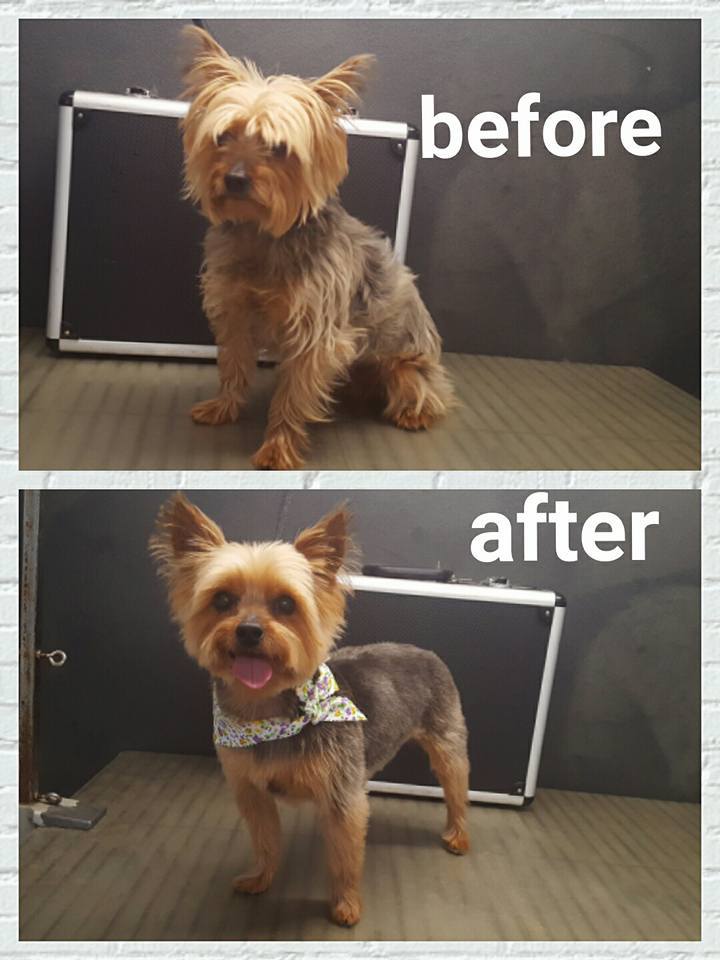 Dog grooming picture