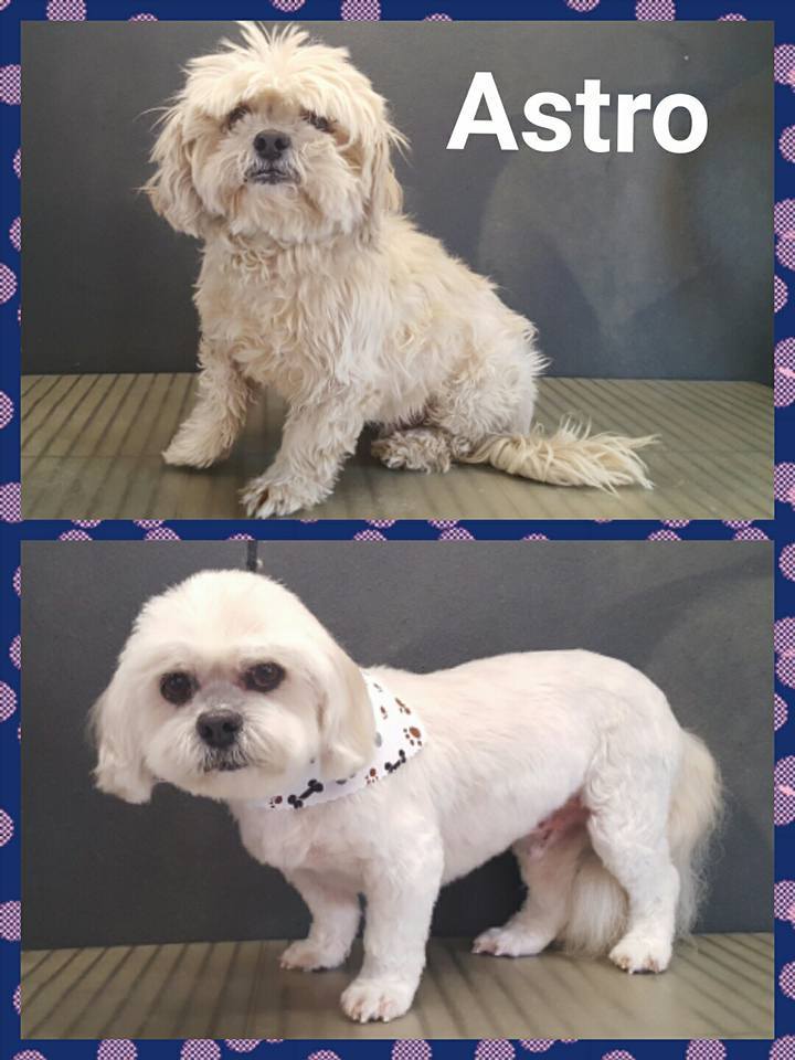 Dog grooming pictures