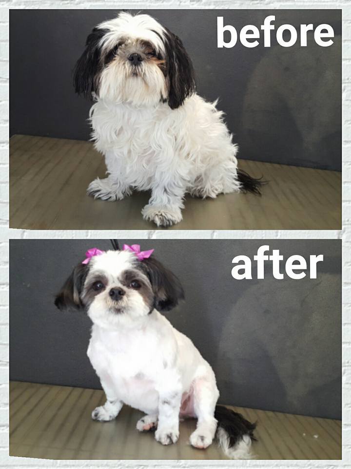 Dog grooming picture