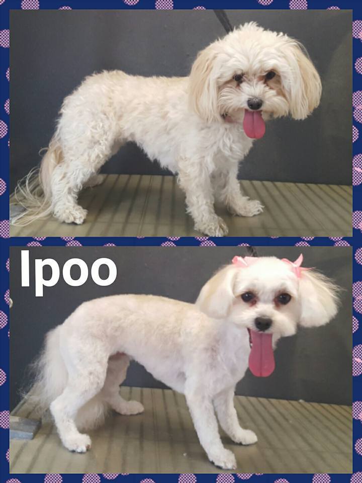 Dog grooming picture