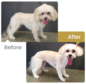 Before & After Grooming Dog Photos