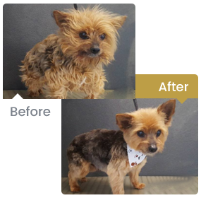 Before & After Grooming Pet Photos