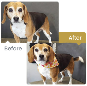 Dogs Before & After Grooming