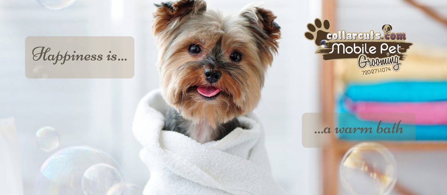 Lakewood, Arvada brush and bath