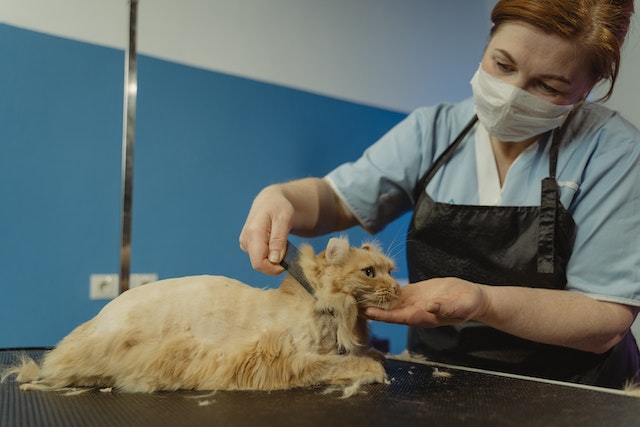 cat grooming services near me