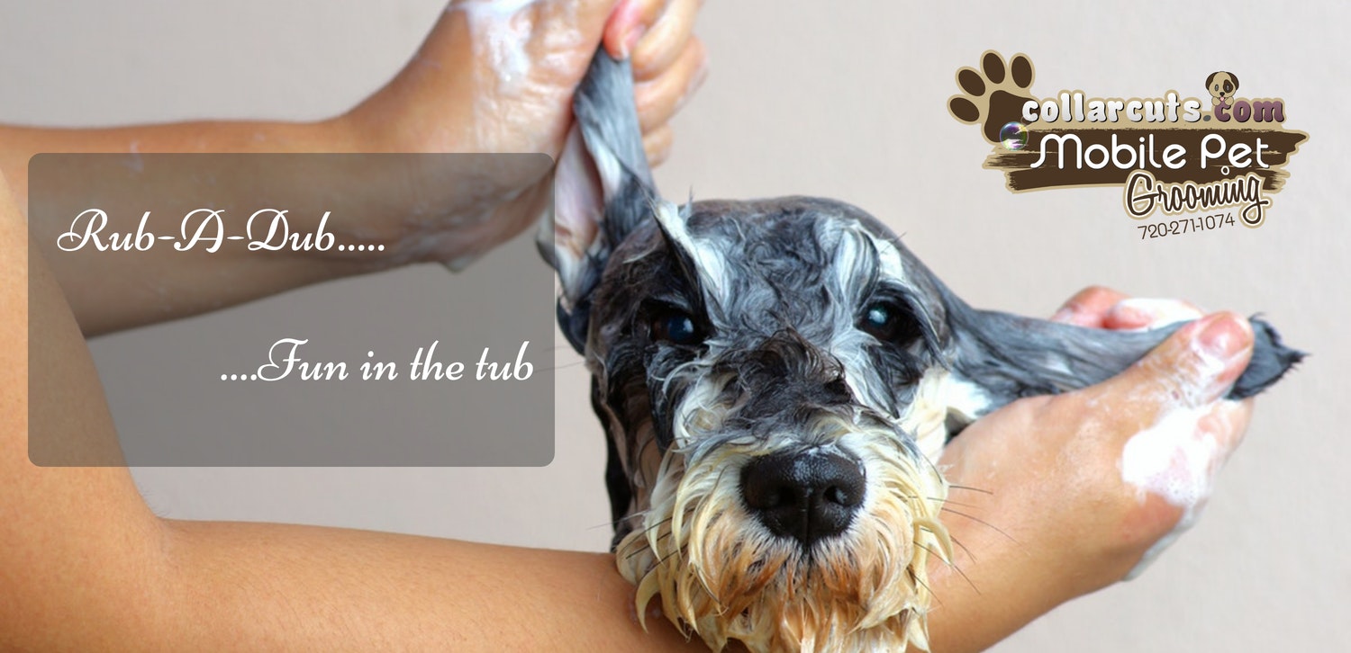 Mobile pet groomers in Lakewood and Broomfield County