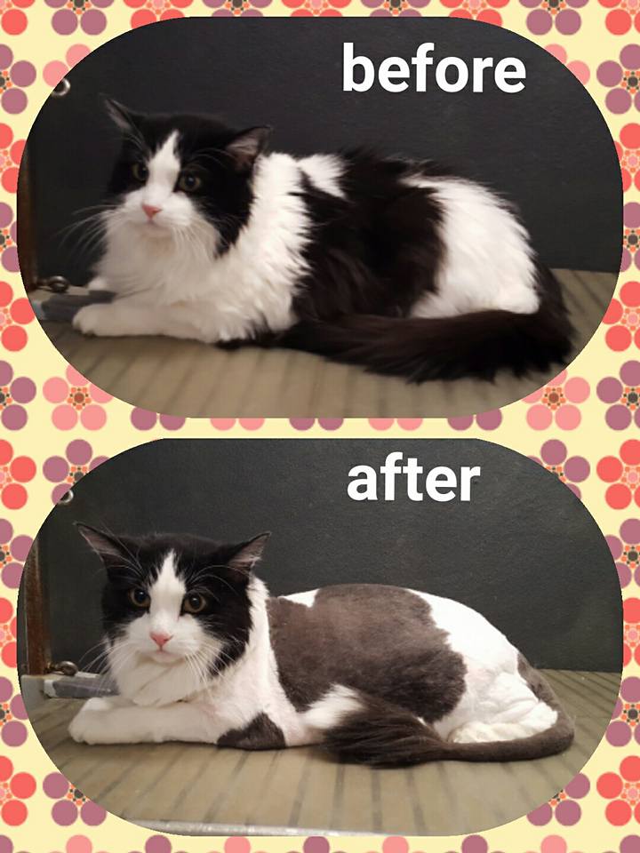 before and after cat grooming