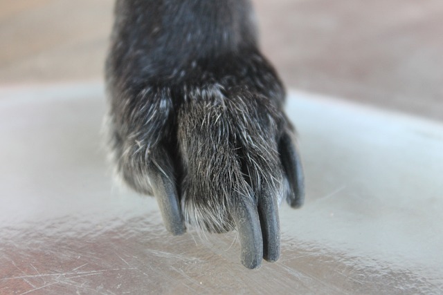 dog nails long