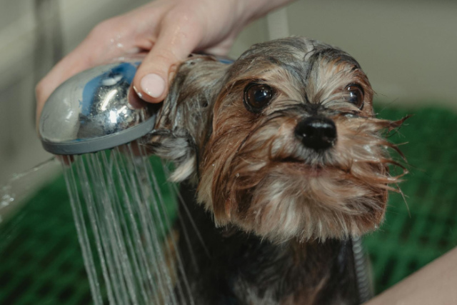 dog bath routine