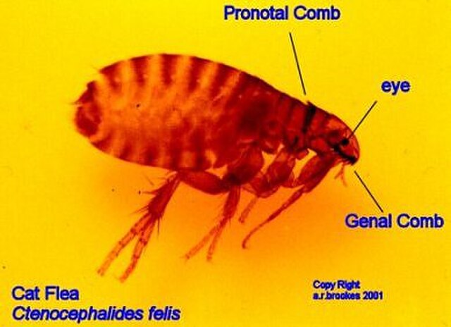 image of a cat flea