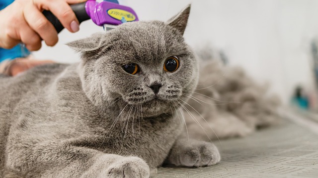 cat grooming tools