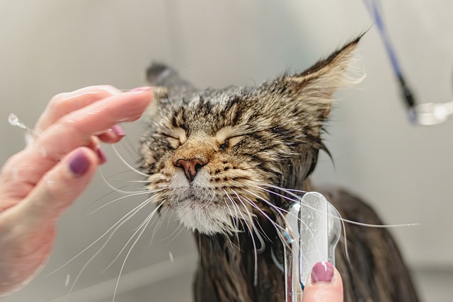 Broomfield cat flea bath