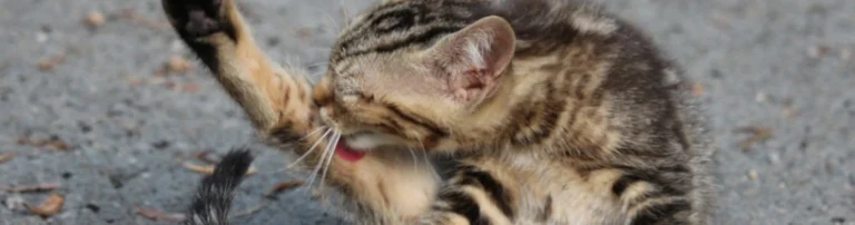 what to do about cat fleas