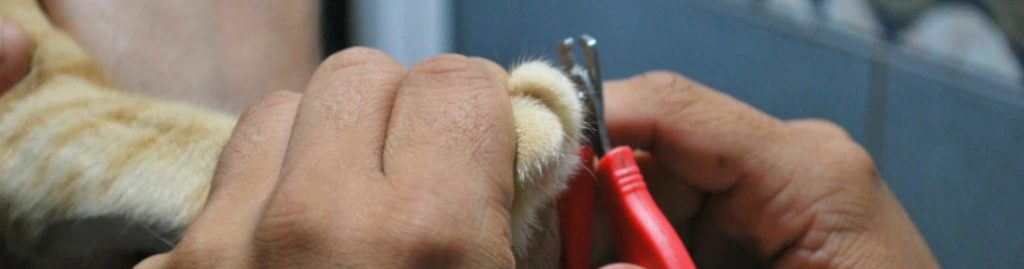 grooming tool musts