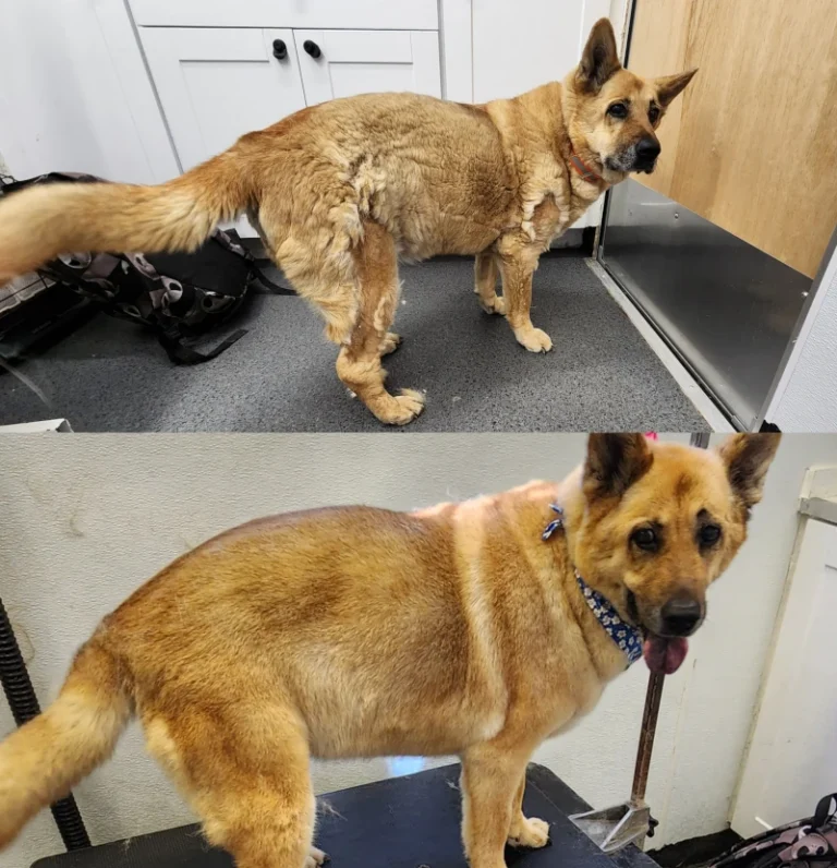 Dog grooming colorado