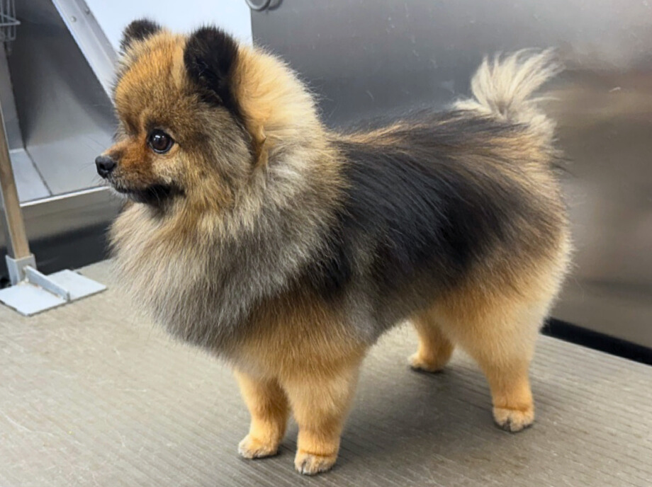 Ash-Ozzy Osorio - Edited