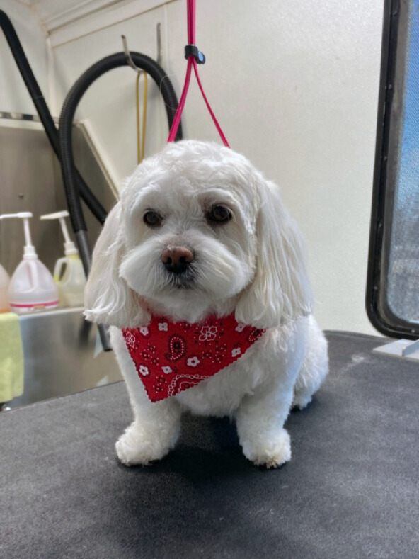 Buster - Margie & Anthony Divirgilio - Edited