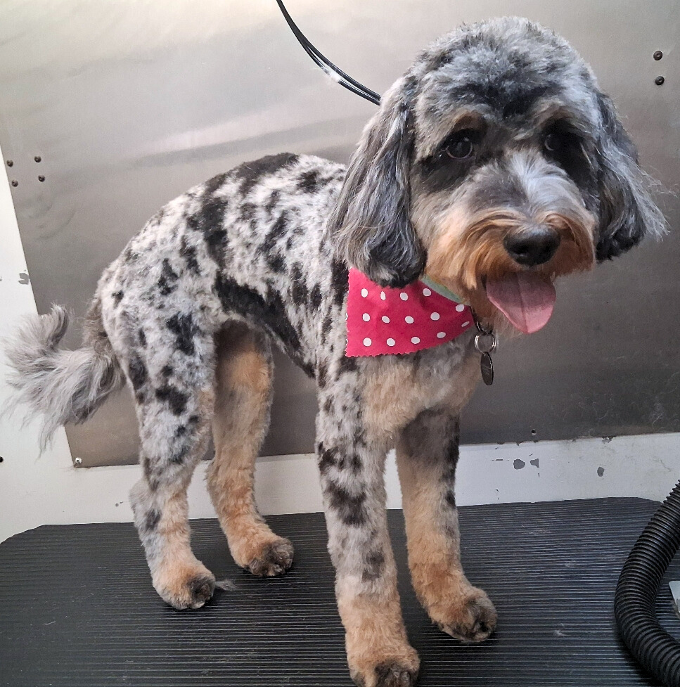 Cici-Erin Datteri - Edited