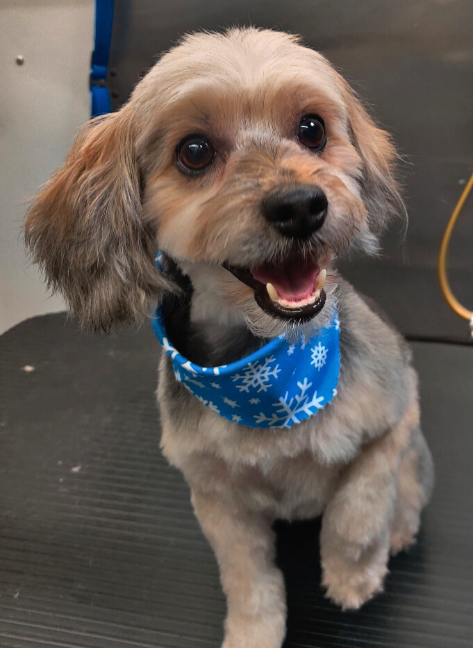 Mikko-Sabre Scimitar - Edited