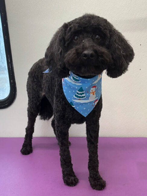 Moki-Kimberly Lomas - Edited