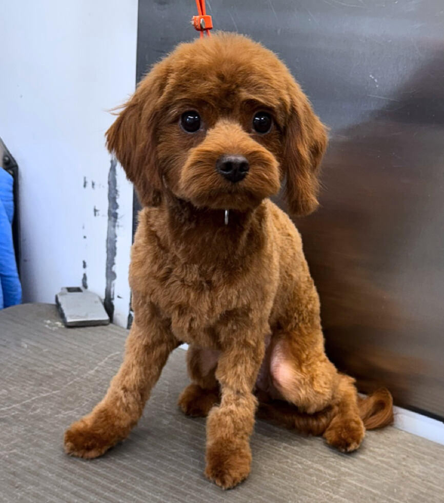 Opal- Kevin Causey - Edited