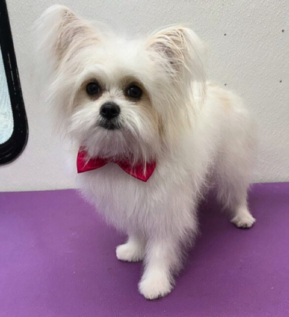 Pikachu-Heidy and Karen Greer - Edited