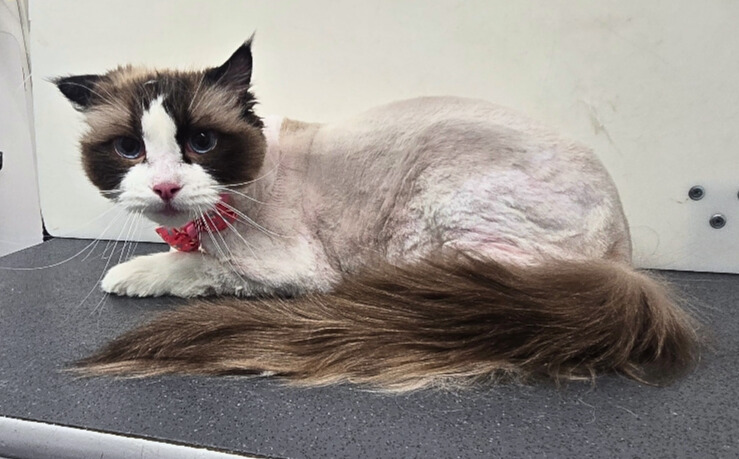 Precious-Teresa Gugliuzza - Edited