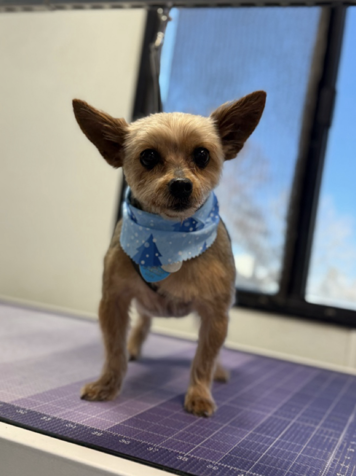 Screenshot 2026-03-05 at 5.21