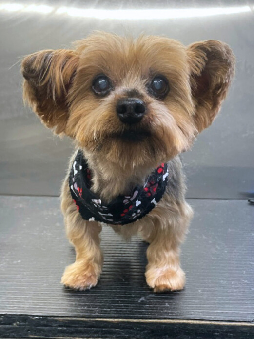 Teddy-Kathy Goldner - Edited