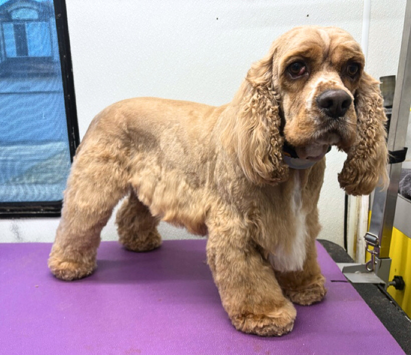 Wiley-Doug Wilson - Edited